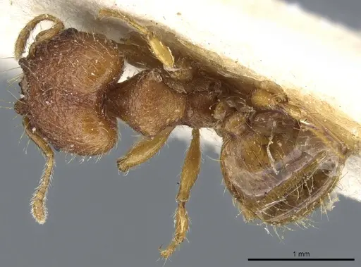 Pheidole trachyderma specimen