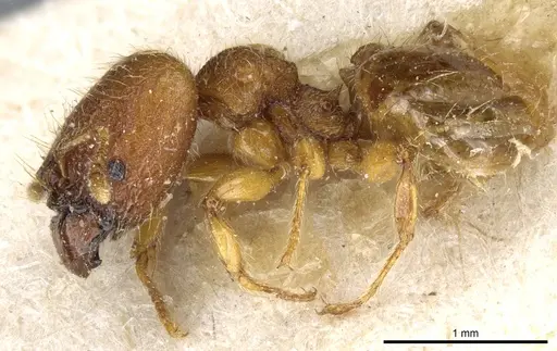 Pheidole trachyderma specimen