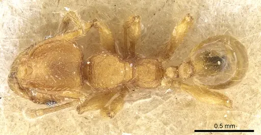 Pheidole trachyderma - CASENT0904375