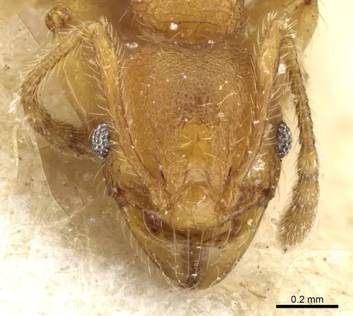Pheidole trachyderma - CASENT0904375