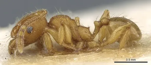 Pheidole trachyderma - CASENT0904375
