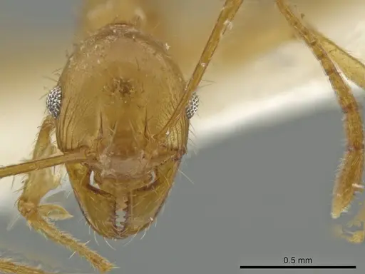 Pheidole trageri specimen