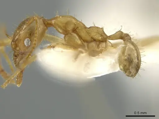 Pheidole trageri specimen