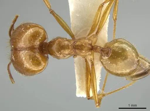 Pheidole trageri - JTLC000016558