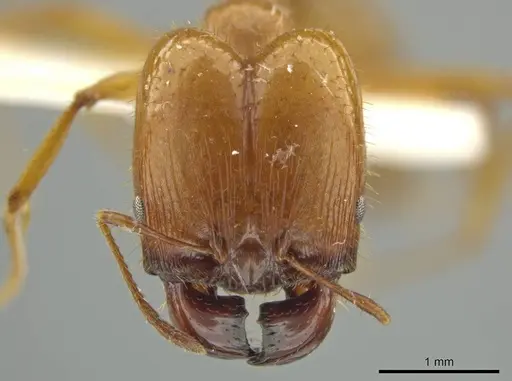 Pheidole trageri - JTLC000016558