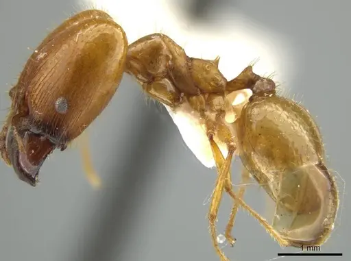 Pheidole trageri - JTLC000016558