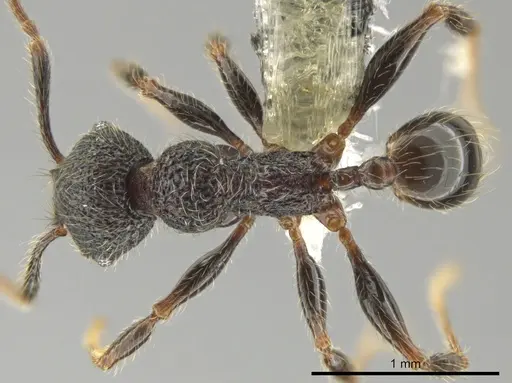 Pheidole traini specimen