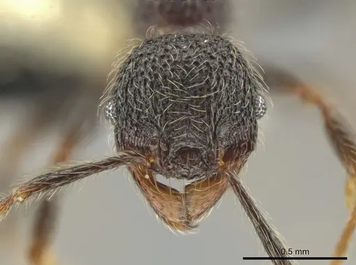 Pheidole traini specimen