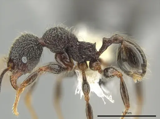 Pheidole traini specimen