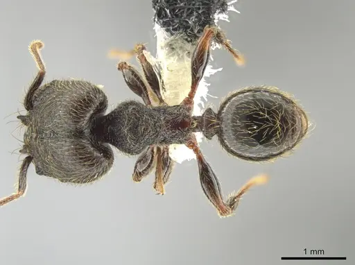 Pheidole traini - CASENT0648645