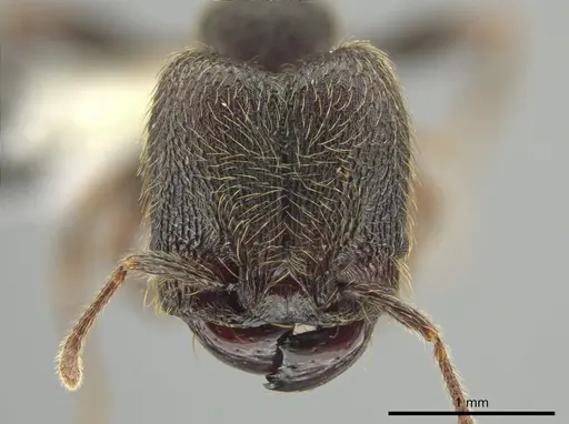 Pheidole traini - CASENT0648645