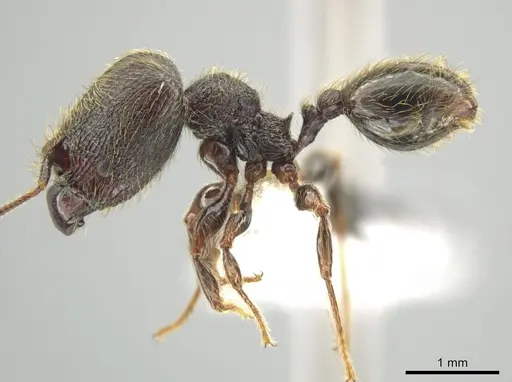 Pheidole traini - CASENT0648645