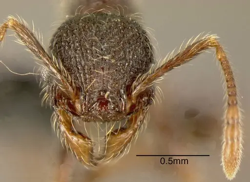Pheidole traini - MEKOU221454