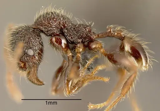 Pheidole traini - MEKOU221454