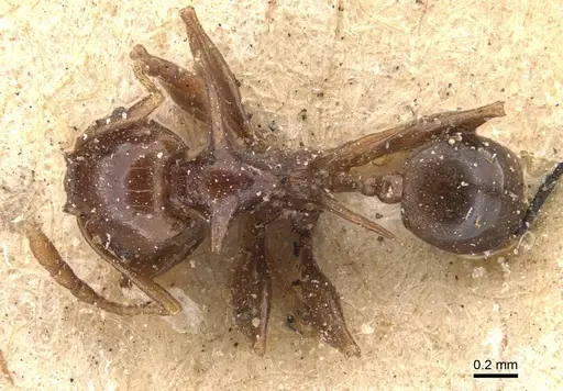 Pheidole transfigens specimen