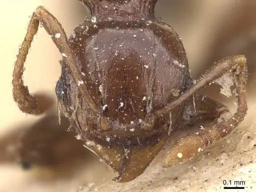 Pheidole transfigens specimen