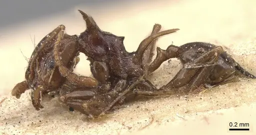 Pheidole transfigens specimen