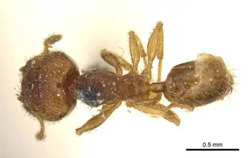 Pheidole transversostriata specimen
