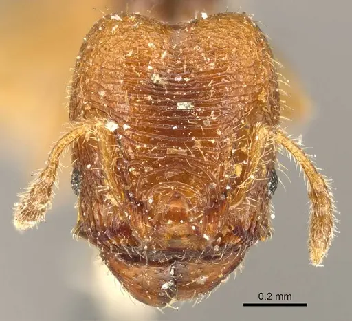 Pheidole transversostriata specimen