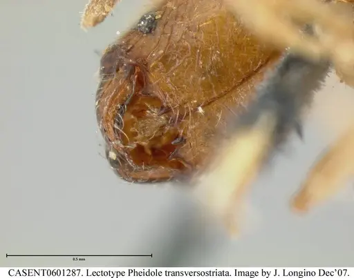 Pheidole transversostriata - CASENT0601287