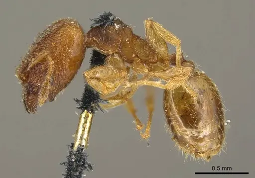 Pheidole transversostriata - CASENT0601287