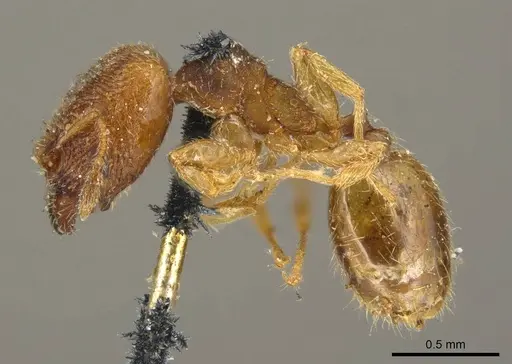 Pheidole transversostriata - CASENT0601287