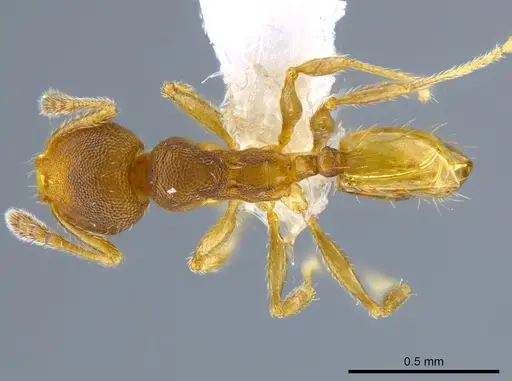 Pheidole transversostriata - CASENT0619444