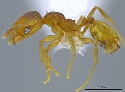 Pheidole transversostriata - CASENT0619444