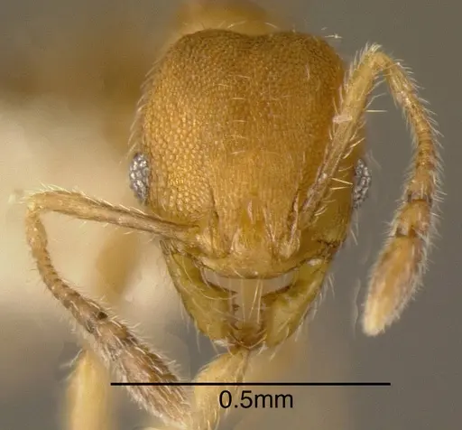 Pheidole transversostriata - CASENT0635522