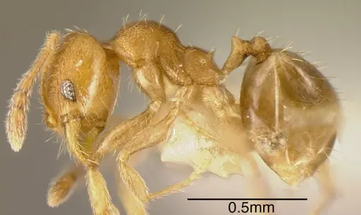 Pheidole transversostriata - CASENT0635522