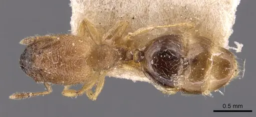 Pheidole transversostriata - CASENT0904447