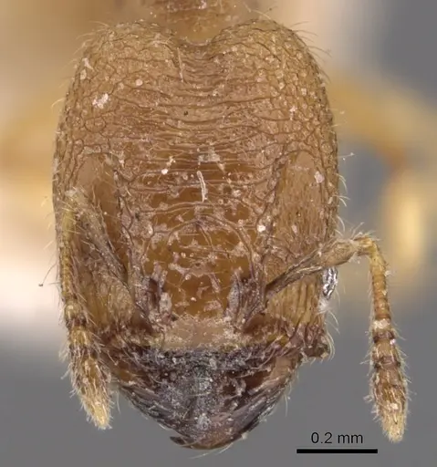 Pheidole transversostriata - CASENT0904447