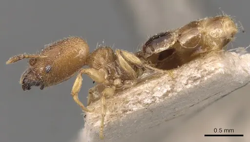 Pheidole transversostriata - CASENT0904447