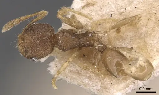 Pheidole transversostriata - CASENT0904448