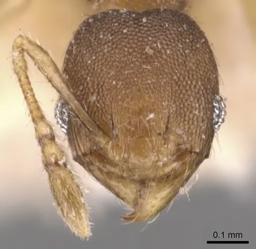 Pheidole transversostriata - CASENT0904448
