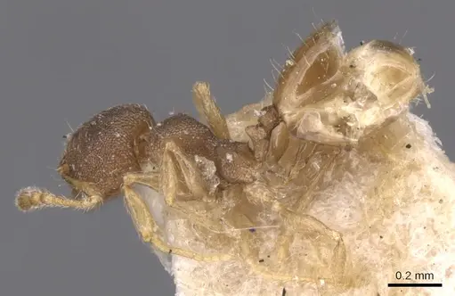 Pheidole transversostriata - CASENT0904448