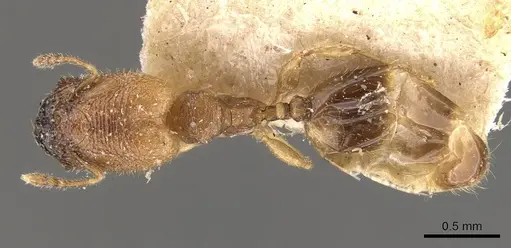 Pheidole transversostriata - CASENT0908300