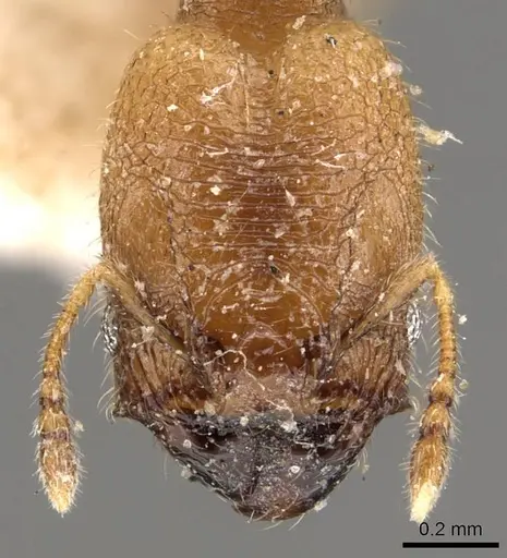 Pheidole transversostriata - CASENT0908300