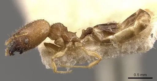 Pheidole transversostriata - CASENT0908300