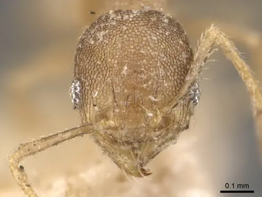 Pheidole transversostriata - CASENT0908301