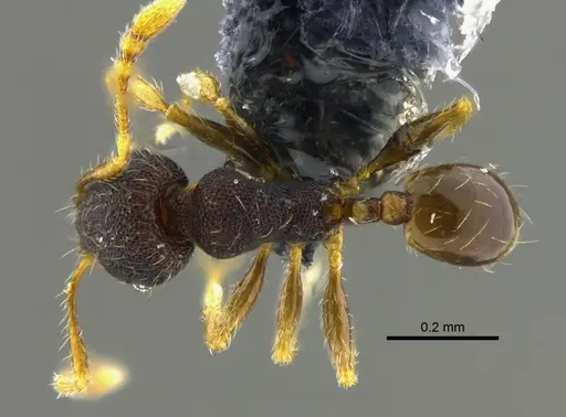 Pheidole transversostriata - CBUMAGENT42027