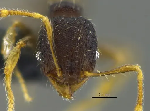 Pheidole transversostriata - CBUMAGENT42027