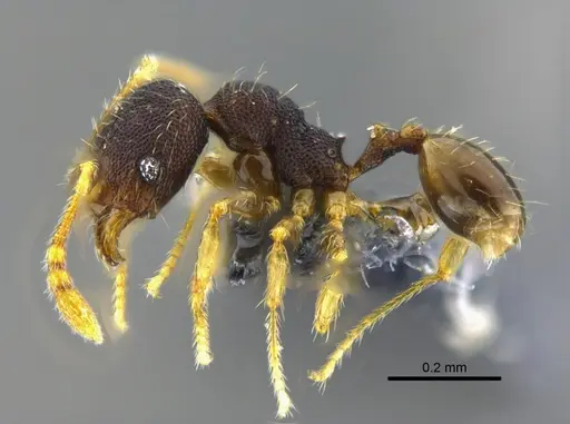 Pheidole transversostriata - CBUMAGENT42027