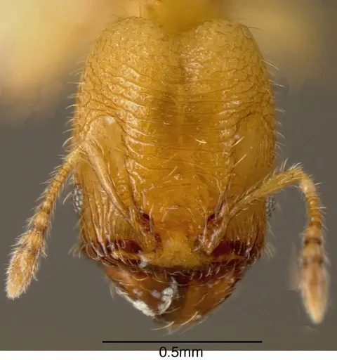 Pheidole transversostriata - INBIOCRI002279609