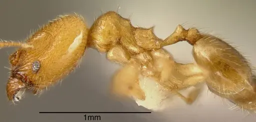 Pheidole transversostriata - INBIOCRI002279609