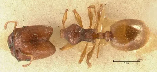 Pheidole trapezoidea specimen