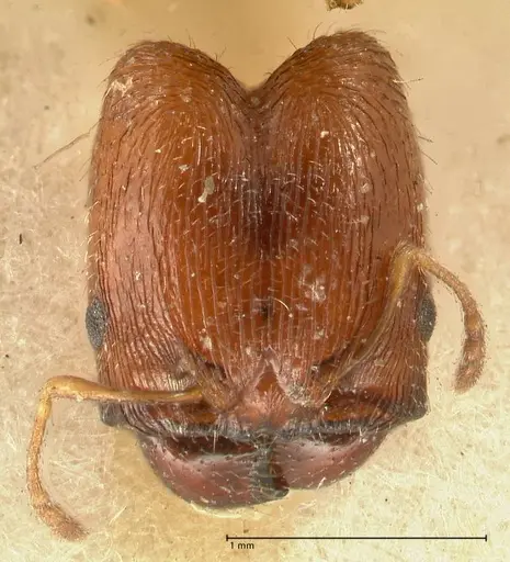 Pheidole trapezoidea specimen