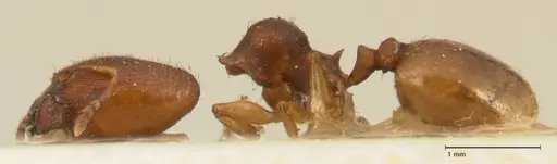 Pheidole trapezoidea specimen