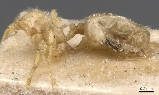 Pheidole tricarinata specimen