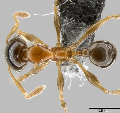 Pheidole tricolor specimen